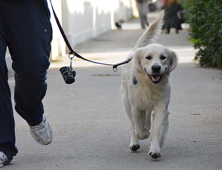 Cane a passeggio per strada